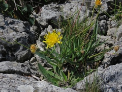 Hieracium glaucum