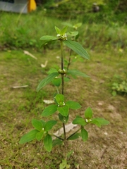 Spermacoce ocymoides