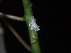Icerya aegyptiaca