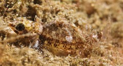 Enneapterygius atrogulare