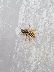 Dolichovespula media