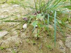 Spermacoce ocymoides