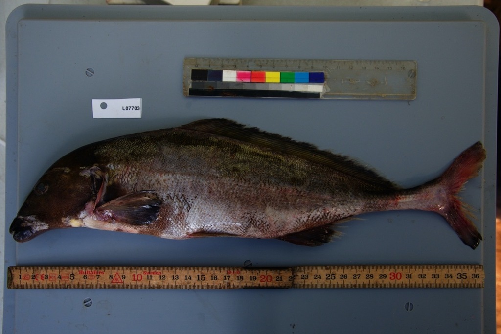 Congo mormyrid (Mormyrus caballus) — Mormyridae