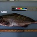 Mormyrus - Photo (c) Fish and Benthos survey Chinko, some rights reserved (CC BY-NC), uploaded by Fish and Benthos survey Chinko