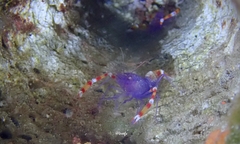 Stenopus tenuirostris
