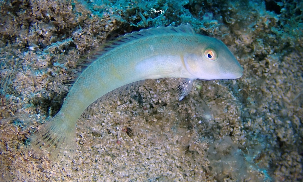 Sharp-Headed Wrasse