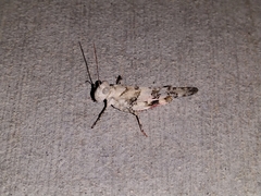 Trimerotropis californica