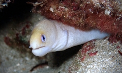 Gymnothorax melatremus