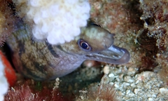 Gymnothorax gracilicauda