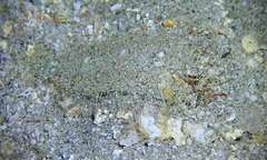 Samariscus triocellatus