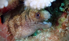 Gymnothorax gracilicauda