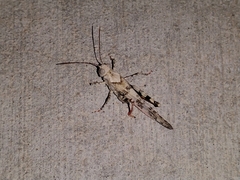 Trimerotropis californica