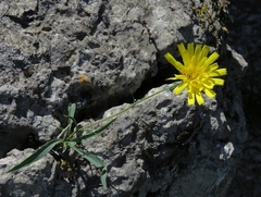Hieracium glaucum