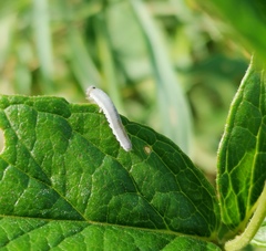 Monostegia abdominalis