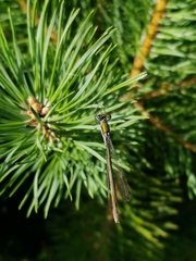 Lestes sponsa