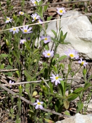 Chaetopappa bellidifolia