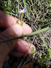 Chaetopappa bellidifolia