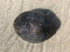 Sclerodactyla briareus