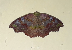 Laspeyria viridicincta