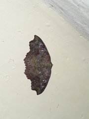 Laspeyria viridicincta