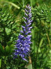 Veronica barrelieri barrelieri