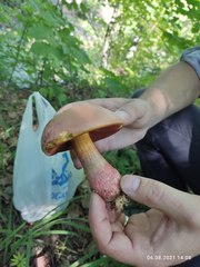 Rubroboletus legaliae