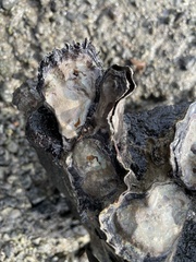 Saccostrea