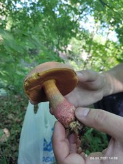 Rubroboletus legaliae