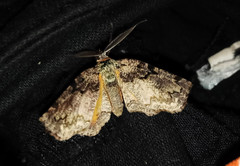 Achrosis multidentata