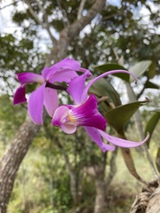 Cattleya violacea