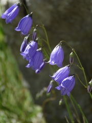 Campanula cespitosa