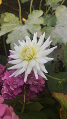 Dahlia pinnata