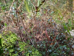 Scutellaria novae-zelandiae