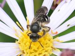 Lasioglossum sexnotatum