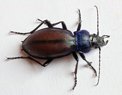 Carabus schoenherri