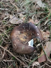 Russula integra