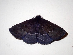 Adrapsa geometroides