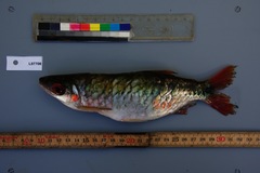 Brycinus grandisquamis