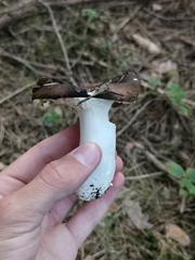 Russula integra