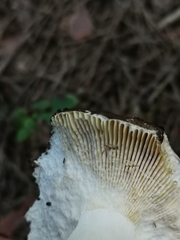 Russula integra