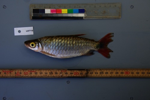 Pinkfin Alestes (Brycinus grandisquamis) — Alestidae