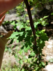 Berberis swaseyi