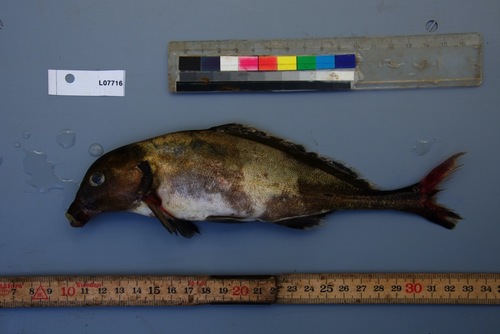 Congo mormyrid (Mormyrus caballus) — Mormyridae — 5