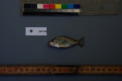 Tylochromis