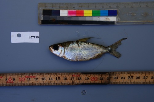 Smallmouth African tetra (Bryconaethiops microstoma) — Alestidae — 4