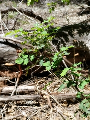 Berberis swaseyi