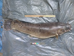 Malapterurus electricus