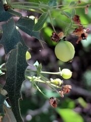 Berberis swaseyi