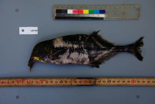 Eland-olifantsvis (Campylomormyrus alces) — Mormyridae — 2