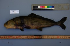 Myomyrus macrodon